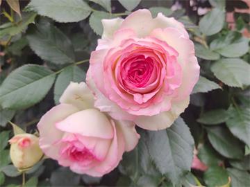 情人节畅销物“玫瑰”竟是切花月季!真玫瑰是谁？