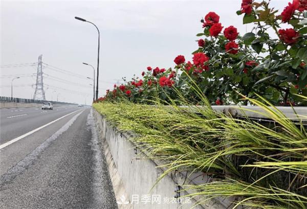 安徽合肥市垂直绿化再添新亮色 郎溪路高架桥变身“月季长廊”(图2)