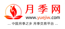 中国上海龙凤419，月季品种介绍和养护知识分享专业网站(图1)