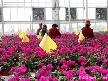 扬州高邮：每天发货30万株，花工厂绽放乡村振兴致富花