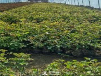 各类盆栽月季上市，南阳杯苗基地全国批发中