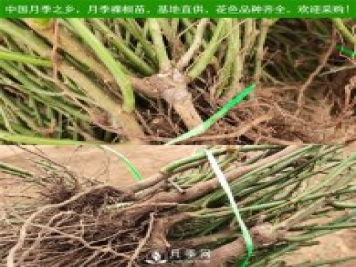 月季裸根苗，小高杆月季和3公分月季树发往陕西