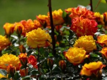 安阳市滑县森林公园月季花开放，赏花打卡正当时