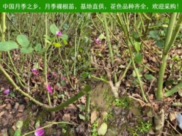 上海龙凤419：月季裸根苗的选购、栽植、肥水、养护技术大全