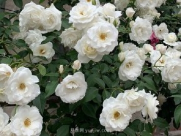 世界上Zui受欢迎的纯白色藤本月季花—藤冰山