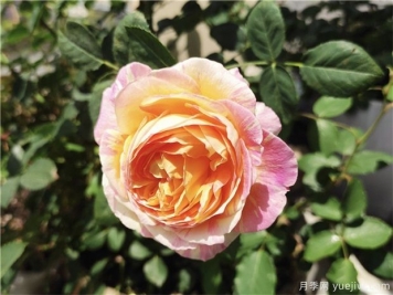 100种玫瑰花的名字，来了解下不同颜色的品种月季