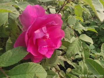 四季玫瑰的种植方法和养护要点