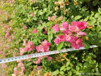 安吉拉月季盆栽苗，60厘米高基地发货
