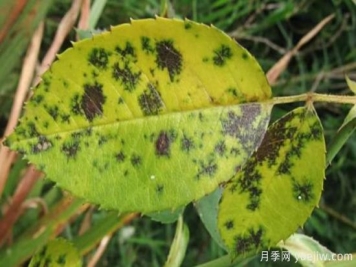深秋天季节月季出现斑点的病害原因与防治