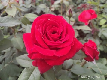 原产中国的玫瑰花(月季花)，是如何成为美国国花的？