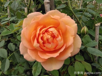 中国月季：欧洲玫瑰花的祖宗，为世界园艺做出了巨大贡献