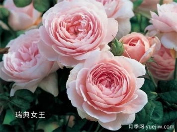 100种月季玫瑰品种图鉴大全，你认识有没有超过10个？
