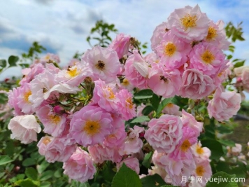 山木香和野蔷薇的辨识区别