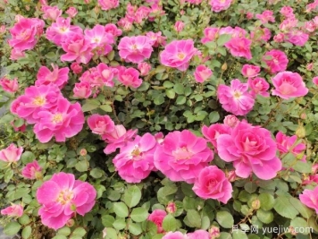 仙境盆栽月季杯苗粉色丰花，绿化工程批发