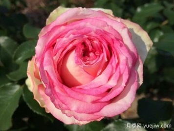 我的玫瑰月季/我的花
