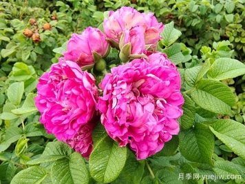 紫枝玫瑰，一年多次开花的绿化玫瑰