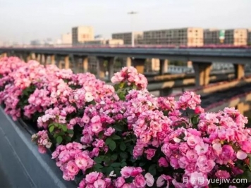 杭州高架月季实现定期开花，是如何进行花期调控的？