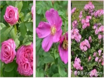 轻松区分月季、玫瑰和蔷薇ROSE三姐妹，不再迷茫于爱情花海