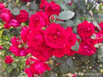 6款红色系的藤本月季品种，适合打造网红花墙
