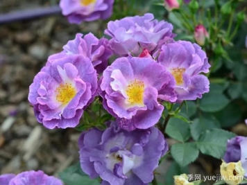 月季大千世界，5个令人惊叹的稀有玫瑰品种