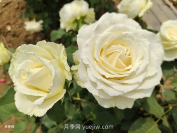十一朵白玫瑰的花语和寓意