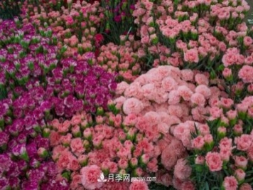 中国6大花市，全国花卉批发市场介绍