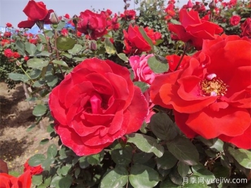 月季、玫瑰、蔷薇分别是什么？如何区别？