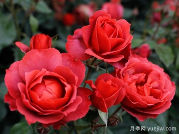 21朵玫瑰：不只是浪漫，还藏着这些深意