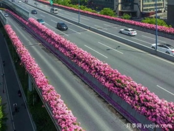 杭州高架月季初开，2024年又到走花路时间