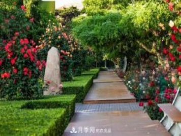 秦皇岛适合养月季花，市花和市树是什么