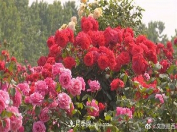 肥西县三河镇百亩树状月季园：花开正艳，产业增收