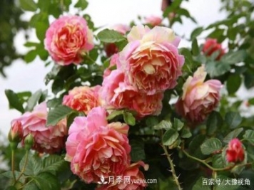 河南省各市市花，洛阳牡丹最出名，月季最受欢迎