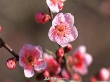 淮北市的市花是什么？月季花的花语寓意