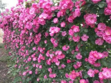 推荐3种爬藤月季，花园里轻松打造漂亮花墙